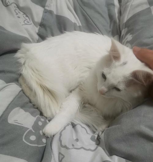为什么小猫咪呼吸声比较重？（探究小猫咪呼吸困难的原因与解决方法）