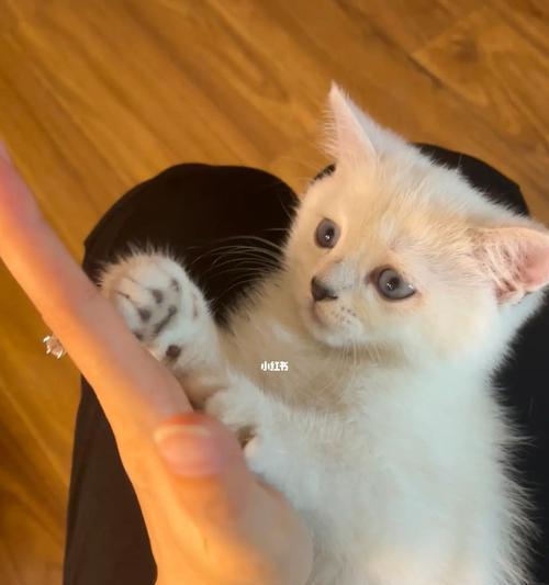 养猫咪须知（以宠物为主，让猫咪健康快乐成长）