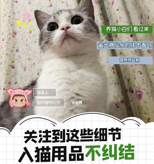 养猫咪须知（以宠物为主，让猫咪健康快乐成长）