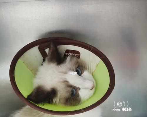 养猫咪须知（以宠物为主，让猫咪健康快乐成长）