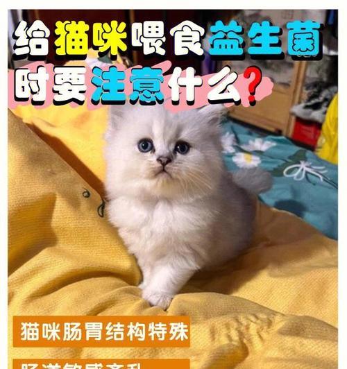 如何调节宠物猫咪的食欲（15个方法帮您让猫咪吃得健康）