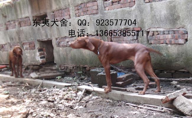 在山东养猎犬的困惑（猎犬养在山东，没有猎物用处何在？）