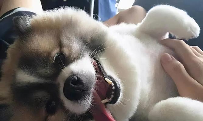 让宠物狗不再把鞋子叼上床的方法（如何培养宠物狗的好习惯？）