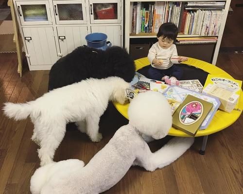 狗狗不在家时都做了什么？（揭秘独自在家的宠物生活，让你大开眼界！）