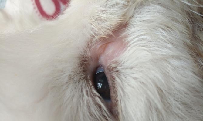 狗狗眼睛突然肿了，该怎么办？（如何识别眼部问题，救救你的爱宠）