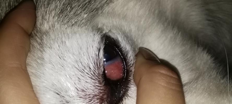 狗狗眼睛突然肿了，该怎么办？（如何识别眼部问题，救救你的爱宠）
