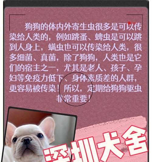 狗狗体外驱虫后洗澡需要等多久？（以宠物为主，让狗狗健康更重要）