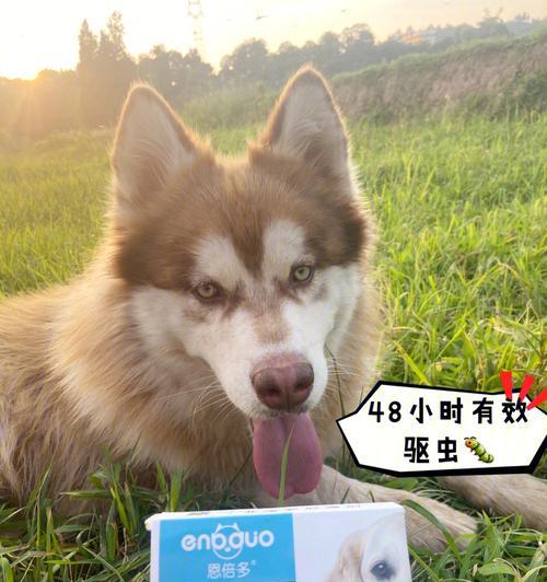 狗狗体外驱虫后洗澡需要等多久？（以宠物为主，让狗狗健康更重要）