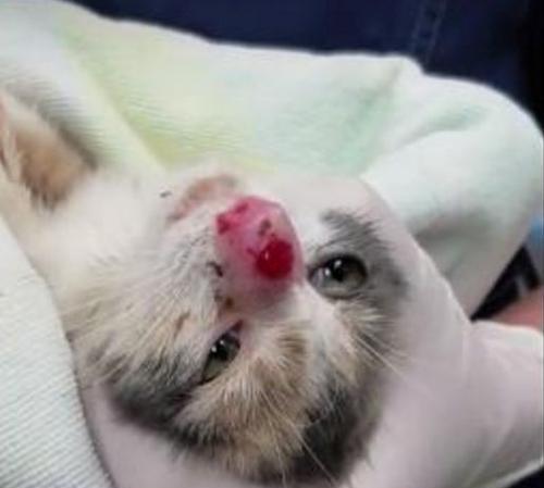 宠物猫眼睛鼻子肿了怎么办？（治疗方法及药品推荐，保护宠物健康。）