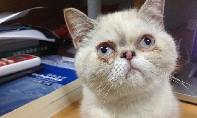 猫眼睛出来了怎么办？（以宠物为主，吃什么药好？）