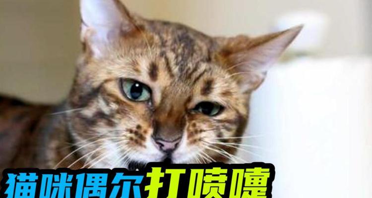 猫咪打喷嚏不流鼻涕该怎么办？（探究猫咪打喷嚏原因，介绍药物治疗方法）