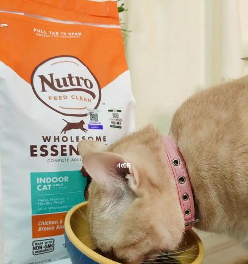 猫咪怀孕期间能吃什么？（给宠物健康宝宝的营养指南。）