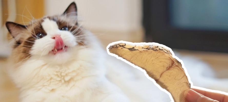 猫咪怀孕期间能吃什么？（给宠物健康宝宝的营养指南。）
