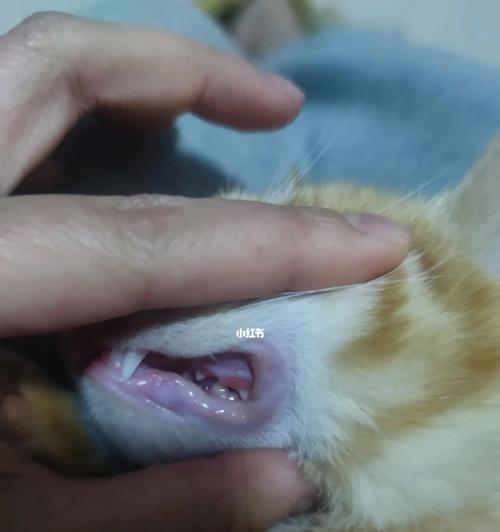 猫咪不爱吃东西的原因（探究宠物猫咪的饮食习惯以及影响因素）