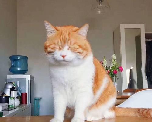 《无聊猫咪的表情大全》（看这些表情，你会爱上宠物更多！）