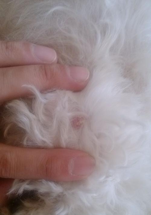 摸狗狗身上红疙瘩，要小心！（探究狗狗长红疙瘩的原因和治疗方法）