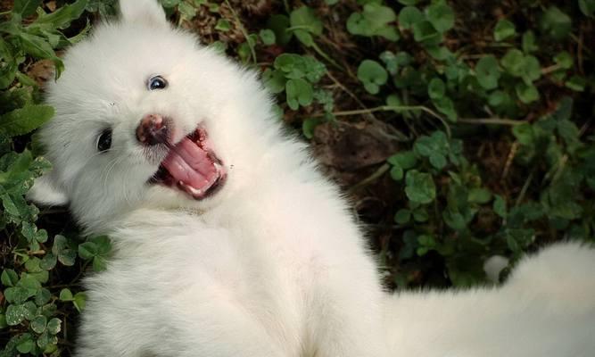 萨摩耶幼犬的狗粮日常摄入量（宠物犬健康保障饮食安排不能忽视）