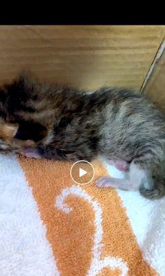 了解猫咪的正常体温（三个月大的猫咪应该有多高的体温？-宠物养护知识）