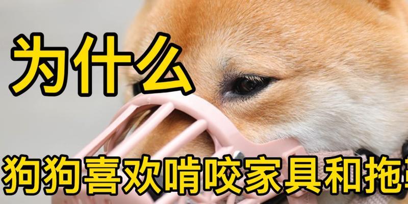 狗狗为什么喜欢叼陌生人的拖鞋？（探究狗狗喜欢叼拖鞋的原因，如何避免行为问题）