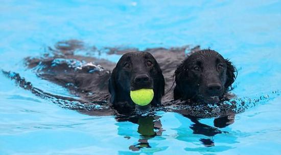 为什么狗会以为只有自己会游泳？（探究狗狗游泳认知与行为表现）