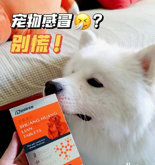 狗狗感冒怎么办？药物治疗详解！（给宠物选对药，提高治疗效果）