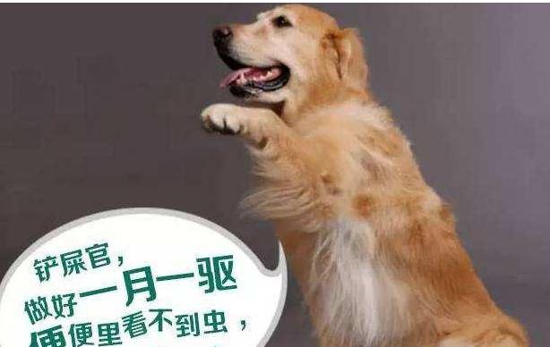 小狗为何吃后会呕吐？——探究引起呕吐的原因（宠物饮食习惯、消化不良、疾病等原因）
