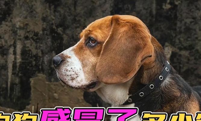 小狗感冒初期症状及应对方法（如何识别小狗感冒早期症状，及时采取正确方法应对？）