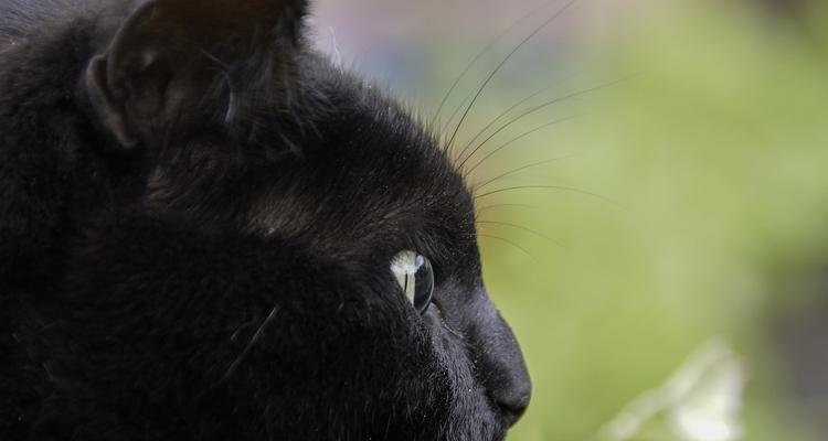 小猫眼睛为什么会变色（探究小猫眼睛变色的原因以及如何照顾宠物猫的眼睛）