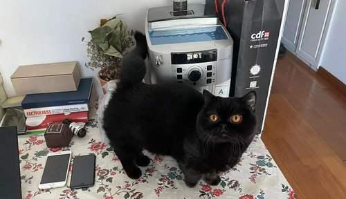小猫眼睛为什么会变色（探究小猫眼睛变色的原因以及如何照顾宠物猫的眼睛）