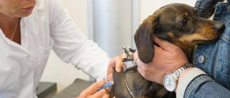幼犬打完疫苗后，何时才可出门？（从养犬者和幼犬角度出发，详细解析出门时间）