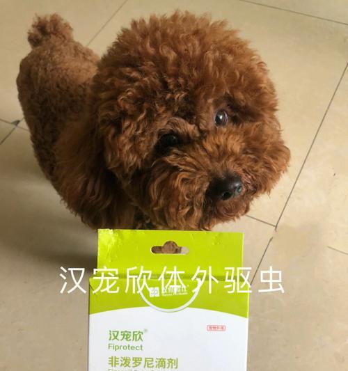 如何判断幼犬驱虫是否彻底？（全面解析幼犬驱虫后的观察细节，让宠物健康生活）