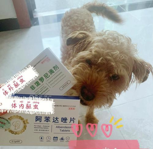 如何判断幼犬驱虫是否彻底？（全面解析幼犬驱虫后的观察细节，让宠物健康生活）