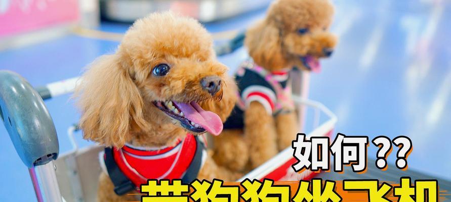 狗狗托运查询，让宠物出行更安心（了解订单状态，预防不必要的焦虑）