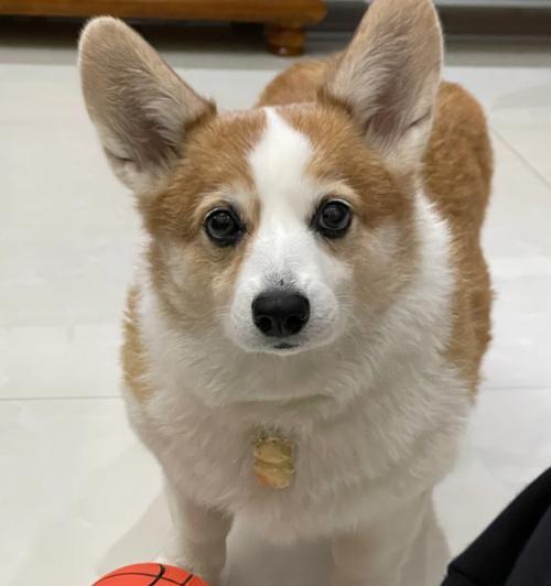 为什么狗狗玩球会发出声音？（探究狗狗玩球时发出声音的原因）