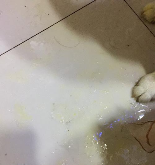 狗狗细小放屁和大便多，如何解决？（宠物主人必读的解决方案，探究原因和对策。）