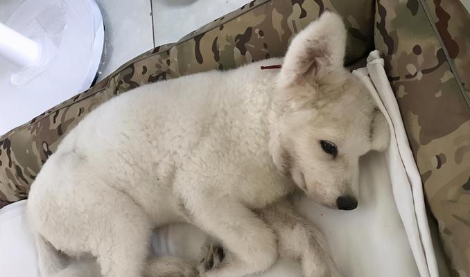 狗狗细小放屁和大便多，如何解决？（宠物主人必读的解决方案，探究原因和对策。）