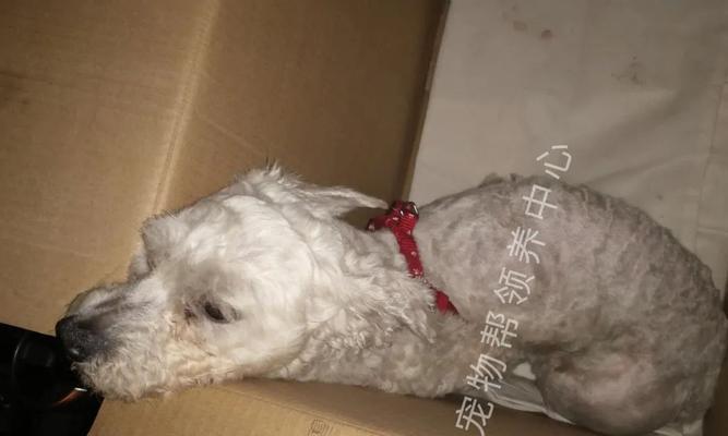 狗狗摔倒后如何判断是否骨折？（学会这些方法，宠物的健康就能得到有效保障！）
