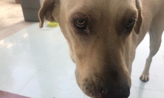 狗狗眼睛红肿是怎么回事？（探究狗狗眼睛红肿的原因与治疗方法）