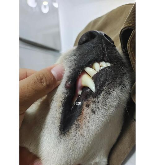 狗狗嘴唇上长痘痘出血了怎么办？（宠物护理中的疾病处理与预防）