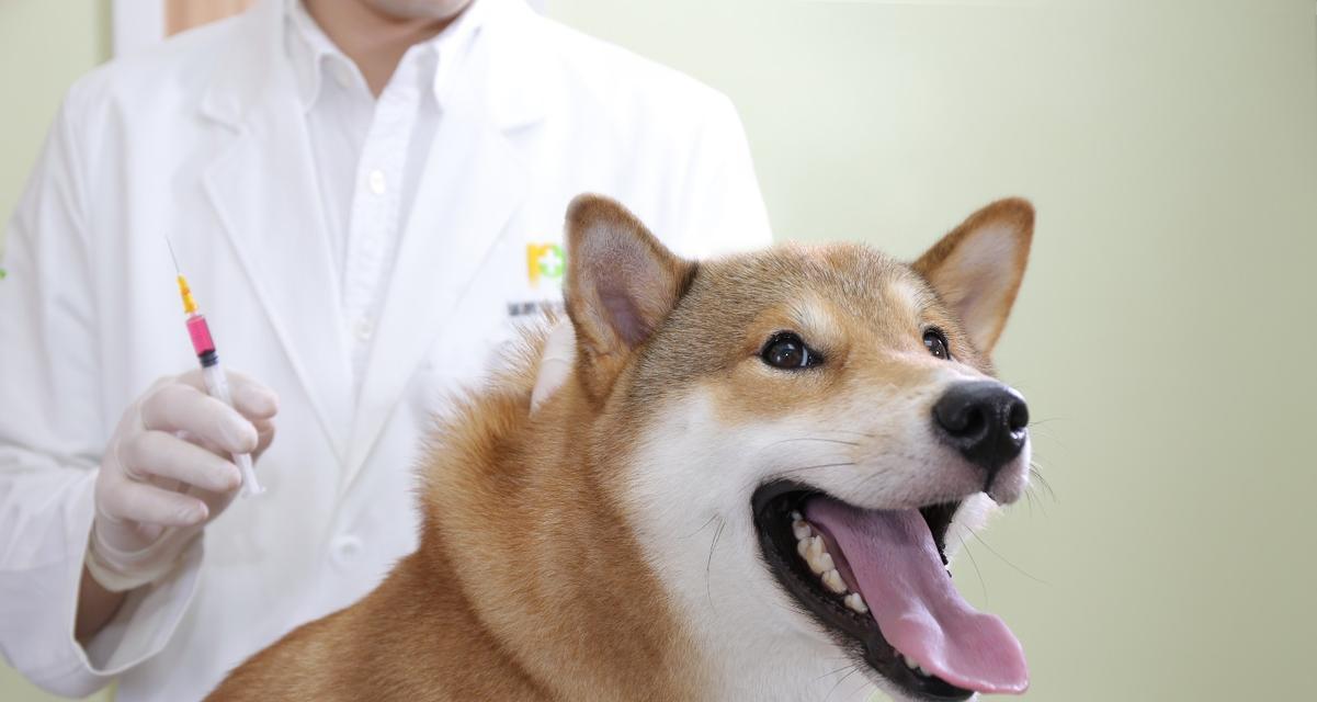 预防宠物犬八种疾病的重要性（了解犬类疫苗名称和预防方式）