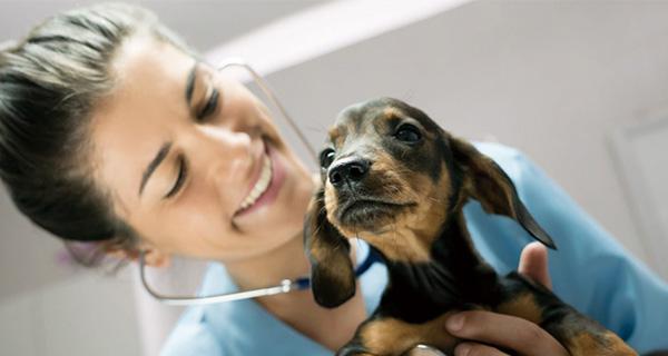 预防宠物犬八种疾病的重要性（了解犬类疫苗名称和预防方式）