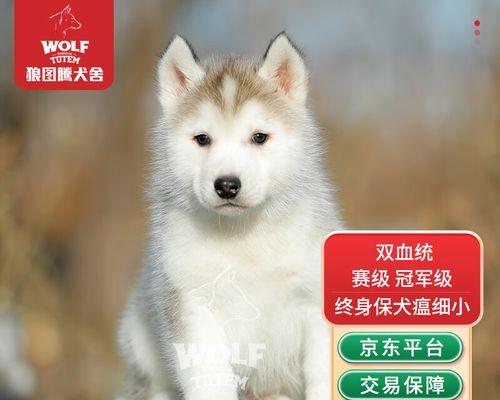 哈奇士狗狗（宠物狗狗到新家时，如何给它提供的环境？）