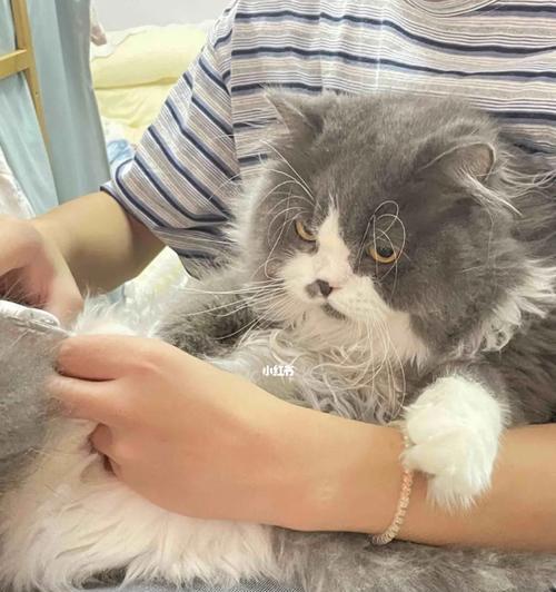 海珠猫咪寄养的心理变化（猫咪寄养会想念主人吗？-宠物的情感世界）