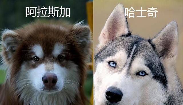 与哈士奇长得十分相似的狗——阿拉斯加雪橇犬（了解阿拉斯加雪橇犬的身影和特点）