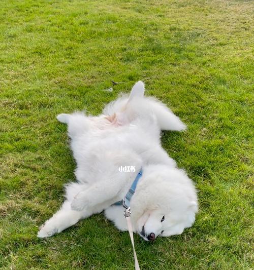 探究狗狗装死的心理和方法（狗狗装死是什么心理？如何教狗狗装死？）