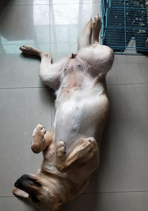 探究狗狗装死的心理和方法（狗狗装死是什么心理？如何教狗狗装死？）