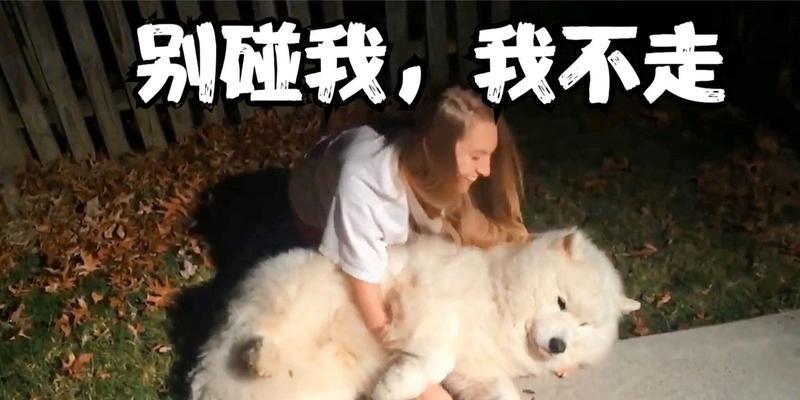 探究狗狗装死的心理和方法（狗狗装死是什么心理？如何教狗狗装死？）