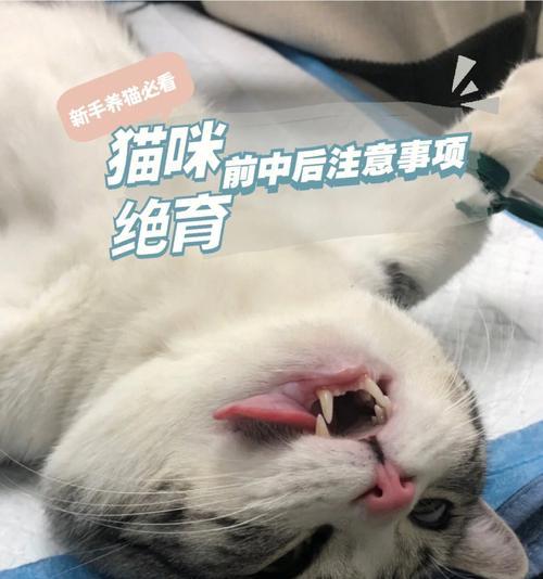 猫咪绝育后老叫问题解决方法（宠物猫绝育后为什么老是叫，如何有效缓解）