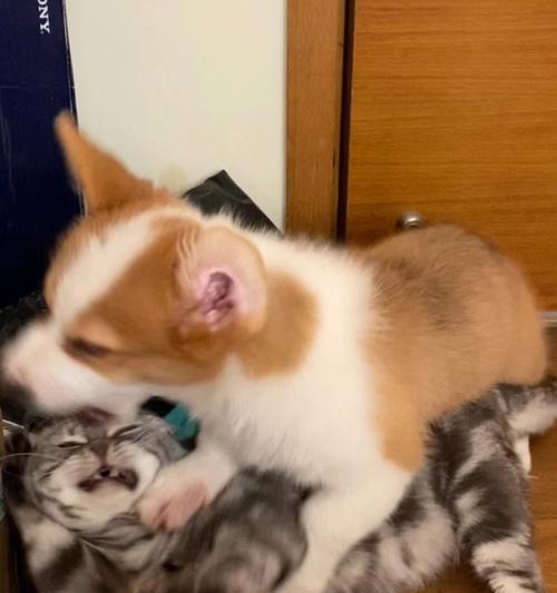 老猫与新来小猫的相处之道（如何让老猫接受新来的小猫相处，以宠物为主）