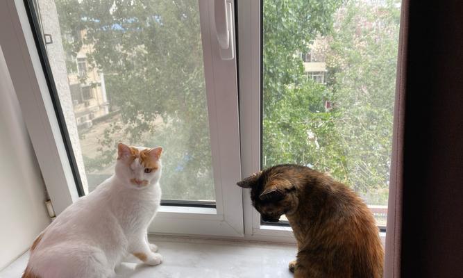 老猫与新来小猫的相处之道（如何让老猫接受新来的小猫相处，以宠物为主）